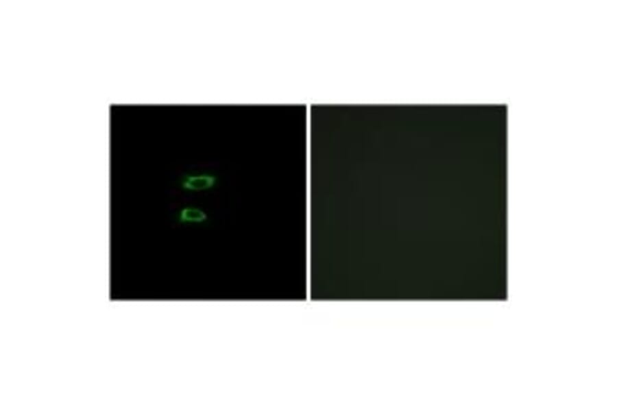 Immunofluorescence - BMP8A Antibody from Signalway Antibody (34501) - Antibodies.com