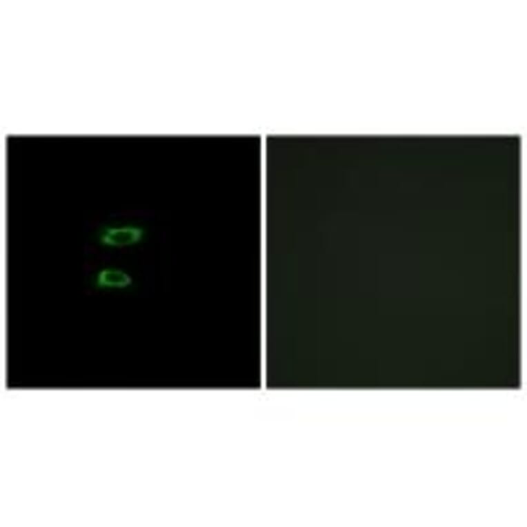 Immunofluorescence - BMP8A Antibody from Signalway Antibody (34501) - Antibodies.com