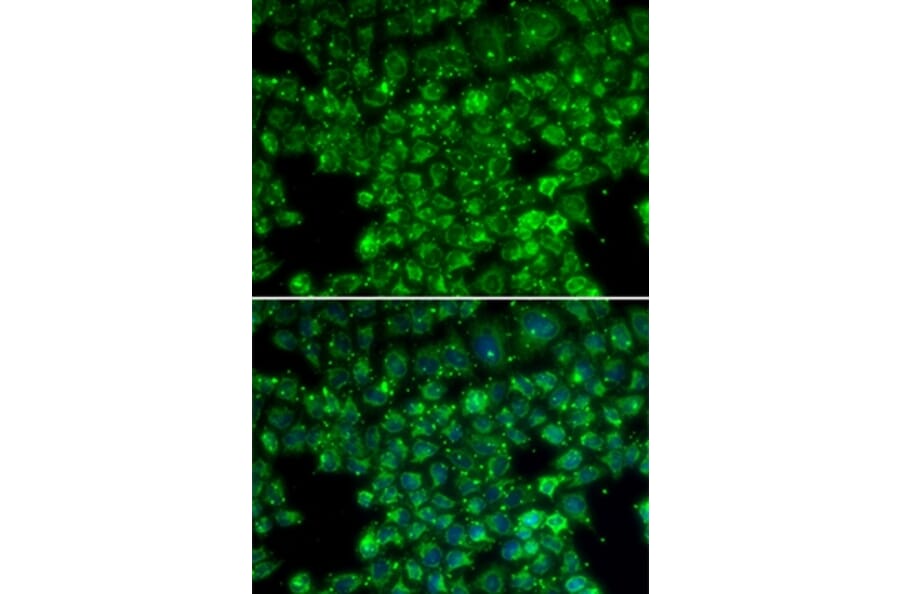 Immunofluorescence - LYZL6 antibody from Signalway Antibody (38174) - Antibodies.com