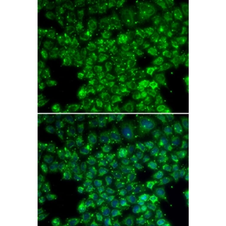 Immunofluorescence - LYZL6 antibody from Signalway Antibody (38174) - Antibodies.com