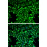 Immunofluorescence - LYZL6 antibody from Signalway Antibody (38174) - Antibodies.com