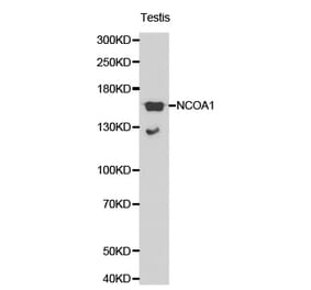 Western blot - NCOA1 antibody from Signalway Antibody (38196) - Antibodies.com