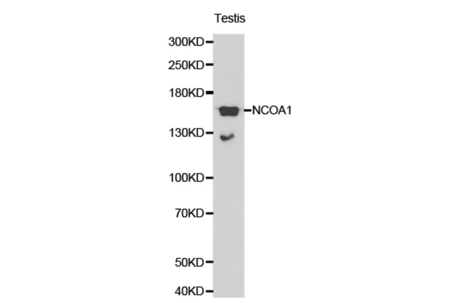 Western blot - NCOA1 antibody from Signalway Antibody (38196) - Antibodies.com