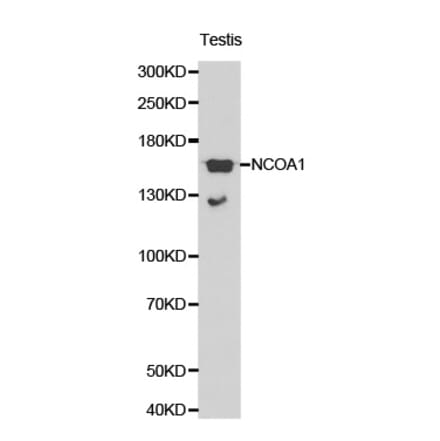 Western blot - NCOA1 antibody from Signalway Antibody (38196) - Antibodies.com