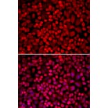 Immunofluorescence - NCOA1 antibody from Signalway Antibody (38196) - Antibodies.com