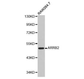 Western blot - ARRB2 antibody from Signalway Antibody (38209) - Antibodies.com