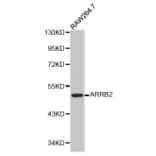 Western blot - ARRB2 antibody from Signalway Antibody (38209) - Antibodies.com