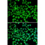 Immunofluorescence - ARRB2 antibody from Signalway Antibody (38209) - Antibodies.com