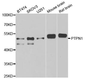 Western blot - PTPN1 antibody from Signalway Antibody (38262) - Antibodies.com