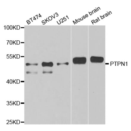 Western blot - PTPN1 antibody from Signalway Antibody (38262) - Antibodies.com