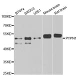 Western blot - PTPN1 antibody from Signalway Antibody (38262) - Antibodies.com