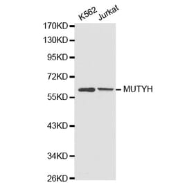 Western blot - MUTYH antibody from Signalway Antibody (38267) - Antibodies.com