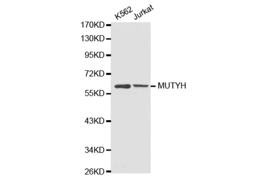 Western blot - MUTYH antibody from Signalway Antibody (38267) - Antibodies.com