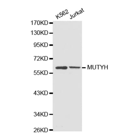 Western blot - MUTYH antibody from Signalway Antibody (38267) - Antibodies.com
