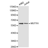 Western blot - MUTYH antibody from Signalway Antibody (38267) - Antibodies.com
