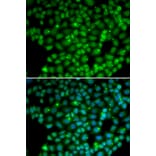 Immunofluorescence - MUTYH antibody from Signalway Antibody (38267) - Antibodies.com