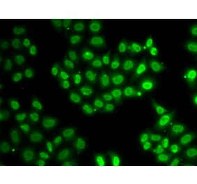 Immunofluorescence - EWSR1 antibody from Signalway Antibody (38281) - Antibodies.com