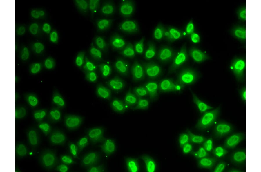 Immunofluorescence - EWSR1 antibody from Signalway Antibody (38281) - Antibodies.com