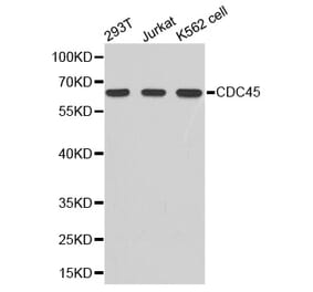 Western blot - cdc45 antibody from Signalway Antibody (38344) - Antibodies.com