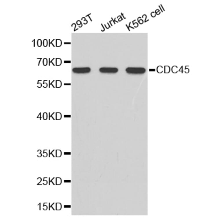 Western blot - cdc45 antibody from Signalway Antibody (38344) - Antibodies.com