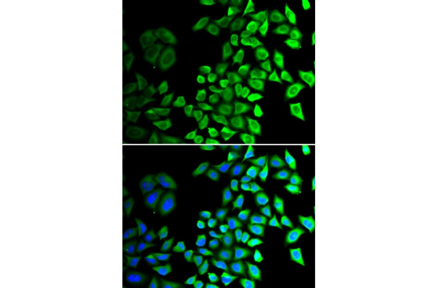 Immunofluorescence - cdc45 antibody from Signalway Antibody (38344) - Antibodies.com