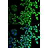 Immunofluorescence - cdc45 antibody from Signalway Antibody (38344) - Antibodies.com