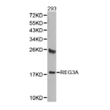 Western blot - REG3A antibody from Signalway Antibody (38363) - Antibodies.com