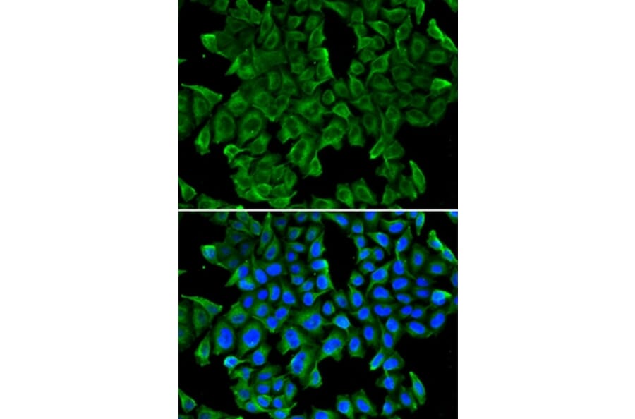 Immunofluorescence - REG3G antibody from Signalway Antibody (38382) - Antibodies.com