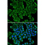 Immunofluorescence - REG3G antibody from Signalway Antibody (38382) - Antibodies.com