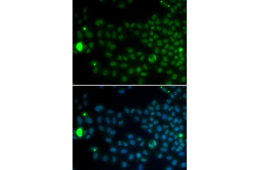 Immunofluorescence - SPDYA antibody from Signalway Antibody (38385) - Antibodies.com