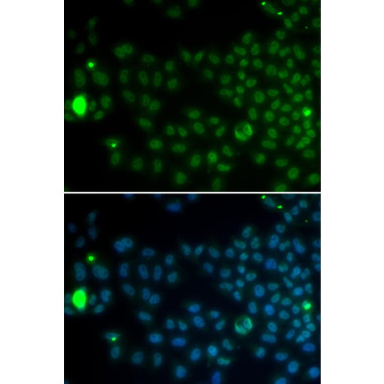 Immunofluorescence - SPDYA antibody from Signalway Antibody (38385) - Antibodies.com