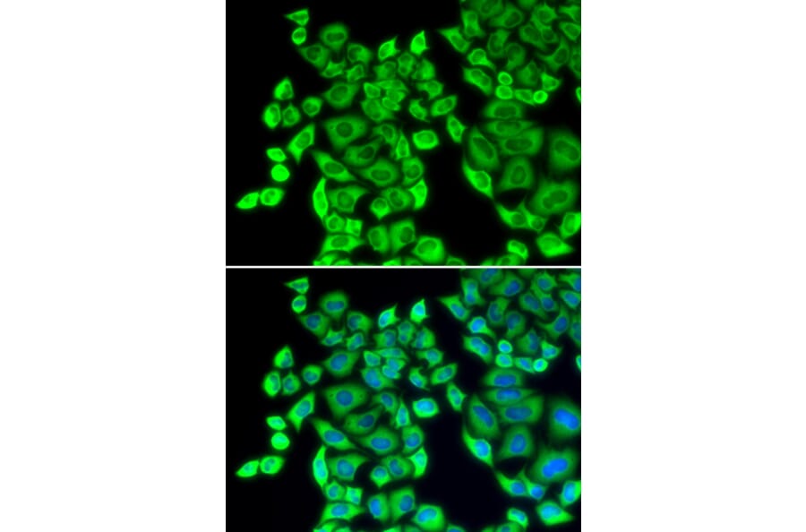 Immunofluorescence - EEF1D antibody from Signalway Antibody (38412) - Antibodies.com