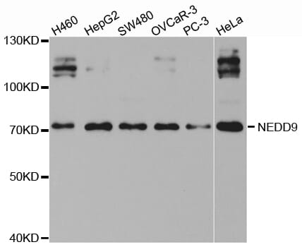 Western blot analysis of extracts of various cell lines, using NEDD9 antibody.