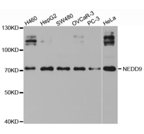 Western blot - NEDD9 antibody from Signalway Antibody (38416) - Antibodies.com