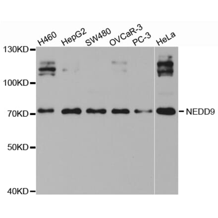 Western blot - NEDD9 antibody from Signalway Antibody (38416) - Antibodies.com