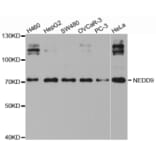 Western blot - NEDD9 antibody from Signalway Antibody (38416) - Antibodies.com