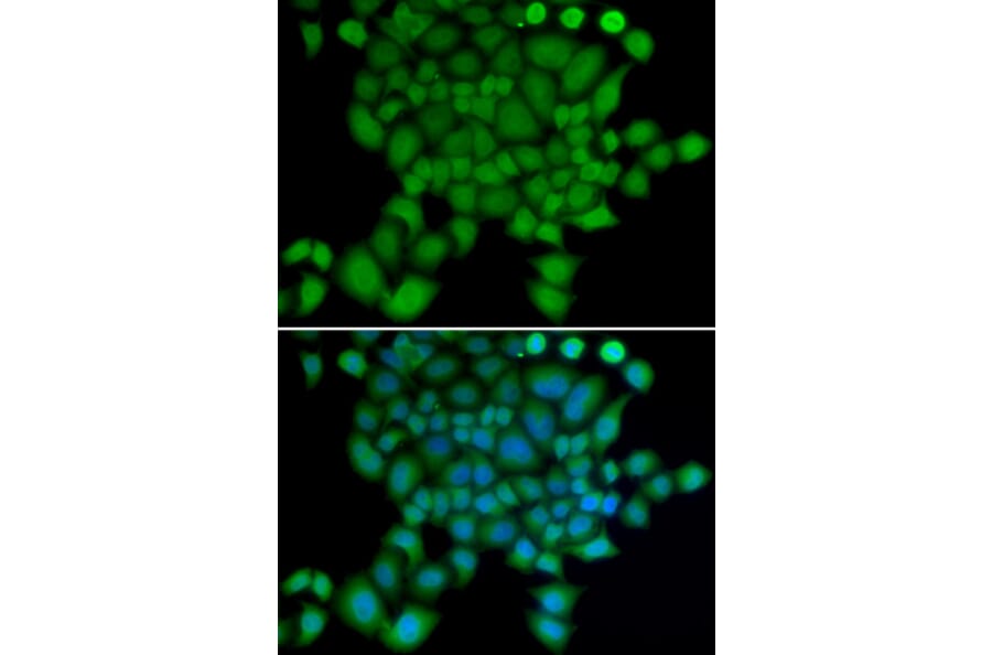 Immunofluorescence - NEDD9 antibody from Signalway Antibody (38416) - Antibodies.com