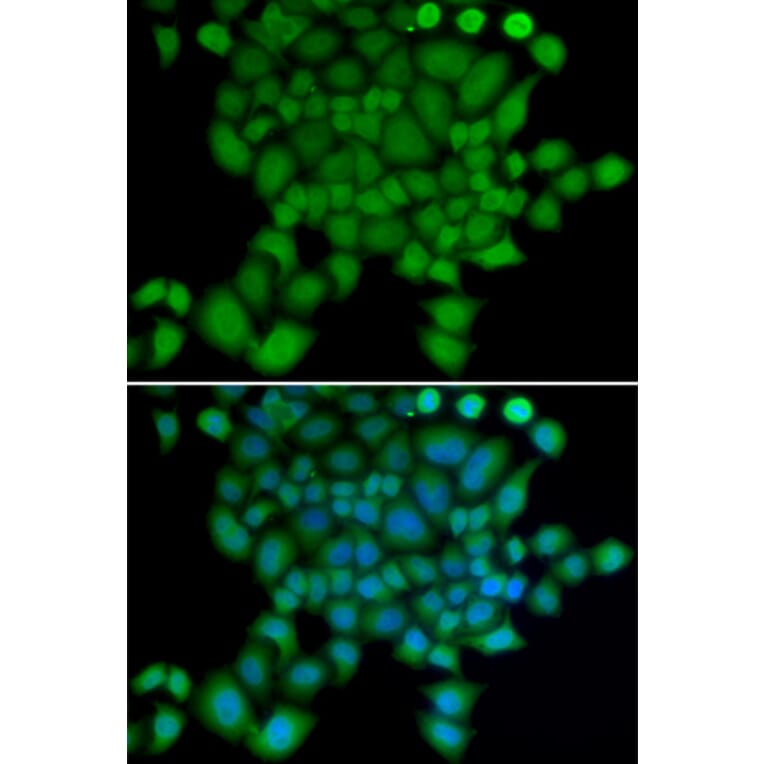 Immunofluorescence - NEDD9 antibody from Signalway Antibody (38416) - Antibodies.com
