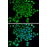Immunofluorescence - NEDD9 antibody from Signalway Antibody (38416) - Antibodies.com