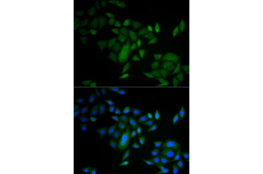 Immunofluorescence - CASP9 antibody from Signalway Antibody (38432) - Antibodies.com