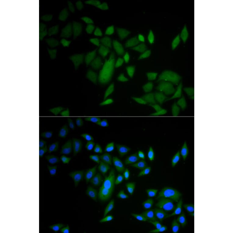 Immunofluorescence - CASP9 antibody from Signalway Antibody (38432) - Antibodies.com