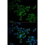 Immunofluorescence - CASP9 antibody from Signalway Antibody (38432) - Antibodies.com