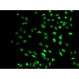 Immunofluorescence - SETD2 antibody from Signalway Antibody (38633) - Antibodies.com