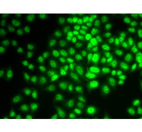 Immunofluorescence - CCNG1 antibody from Signalway Antibody (38639) - Antibodies.com