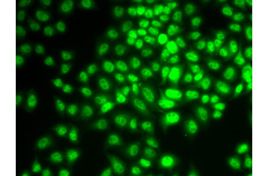 Immunofluorescence - CCNG1 antibody from Signalway Antibody (38639) - Antibodies.com