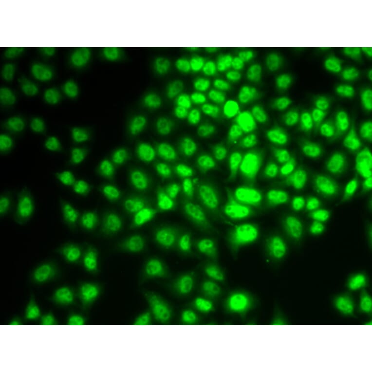 Immunofluorescence - CCNG1 antibody from Signalway Antibody (38639) - Antibodies.com