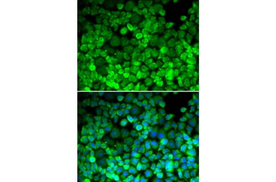 Immunofluorescence - TERF1 antibody from Signalway Antibody (38640) - Antibodies.com