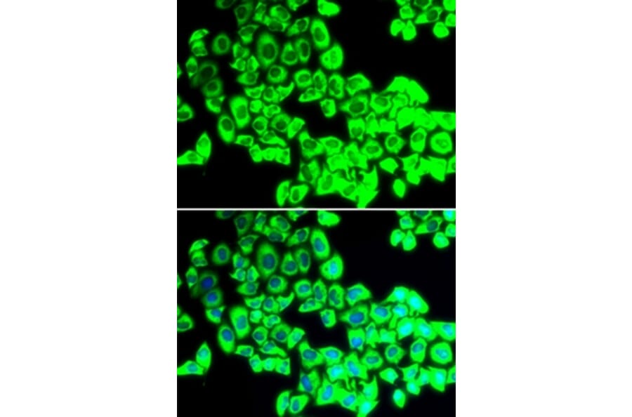 Immunofluorescence - G3BP1 antibody from Signalway Antibody (38645) - Antibodies.com