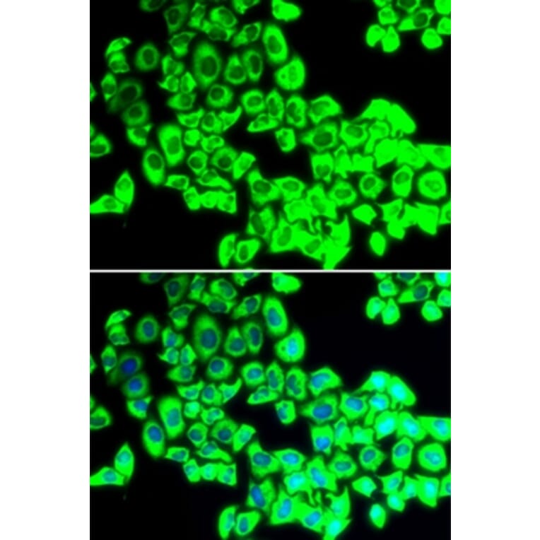 Immunofluorescence - G3BP1 antibody from Signalway Antibody (38645) - Antibodies.com