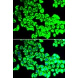 Immunofluorescence - G3BP1 antibody from Signalway Antibody (38645) - Antibodies.com